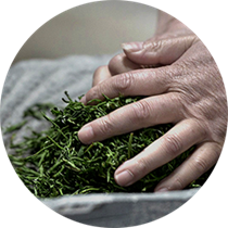 ჩინეთი ჩაის მოძრავი აპარატი მწარმოებელი