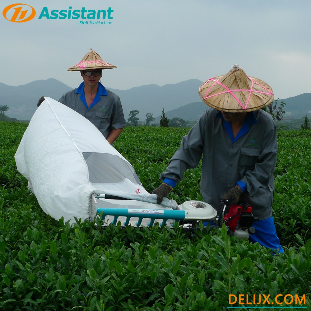 Hand-Held Type 2 Stroke Tea Leaf Harvesting Machine With NATIKA Engine DL-4C-T50A5