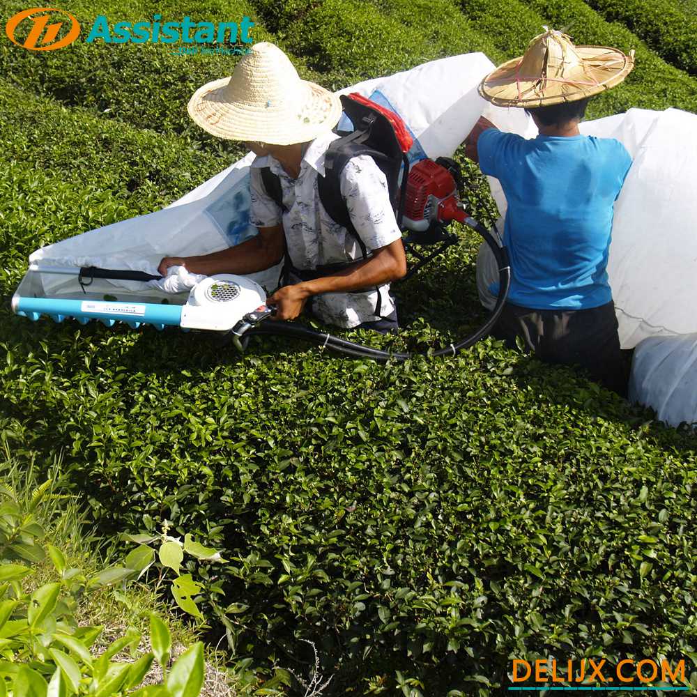 Pemanen Teh Bensin Mekanik One Man Ochici Kisankraft