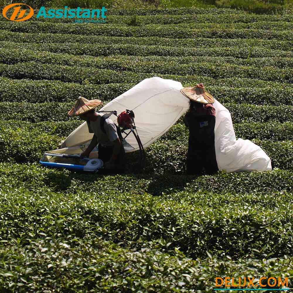 Pemanen Teh Bensin Mekanik One Man Ochici Kisankraft