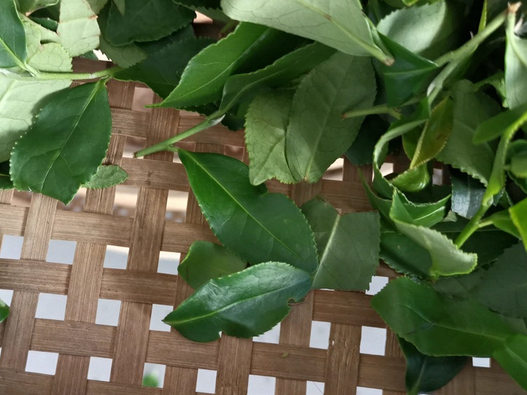 Con 20 paletas de bambú para té, estante de marchitamiento natural DL-TQJ-20