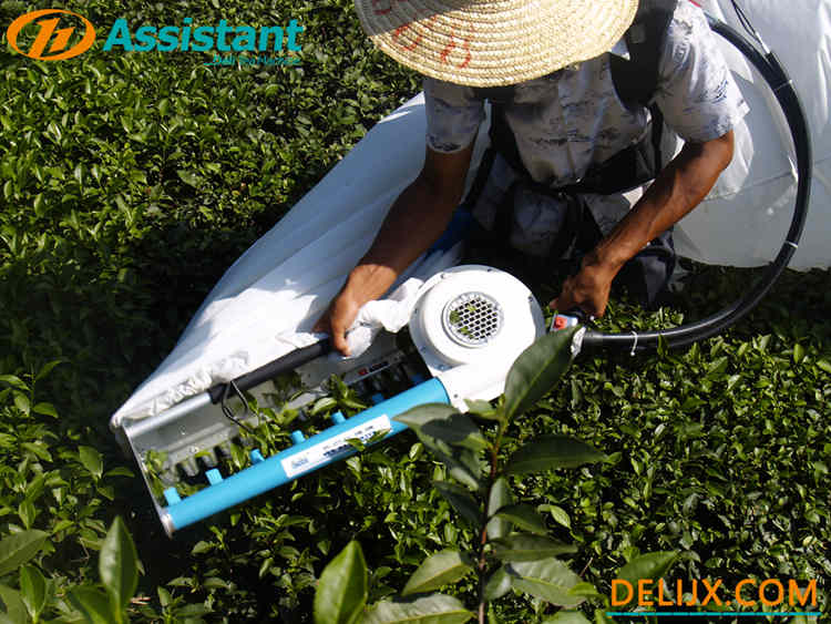 Sırt tipi tek kişilik çay toplama makinesi