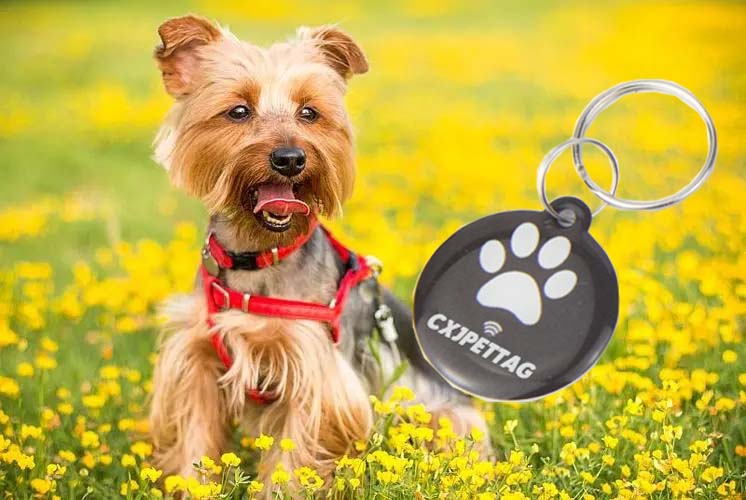 Cina Decodificare la durabilità del tag RFID per animali domestici produttore