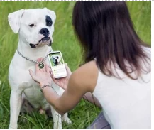 China NFC pet tags digitize missing pet information to speed rescue manufacturer