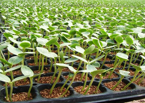 How to Choose Suitable Plug Trays for Different Plants?