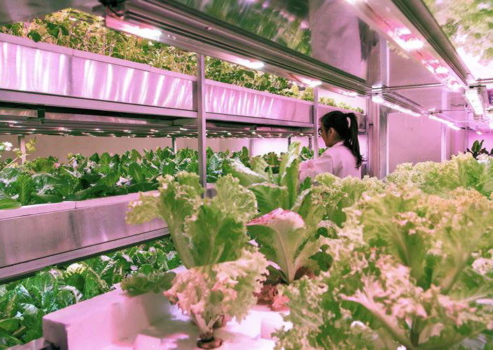 Discussion on cost control of plant factory