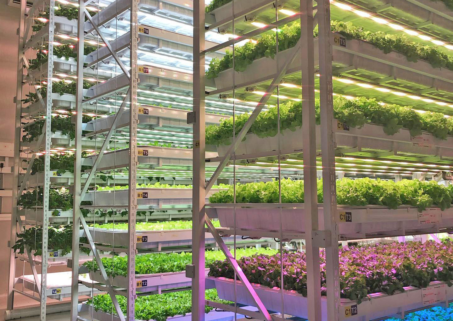 Our Urban Farm Project in Sri Lanka Colombo