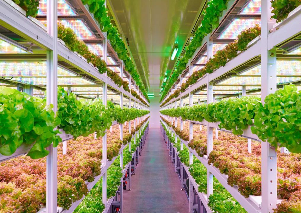 What kind of plants can a plant factory grow?