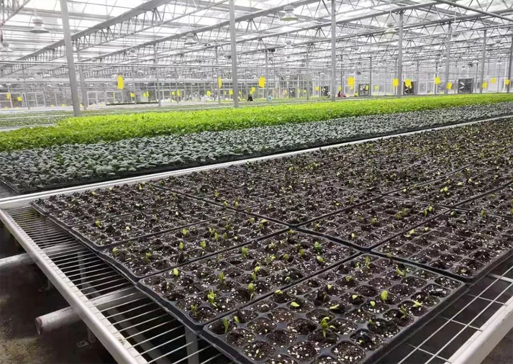 Two Methods of Raising Seedlings