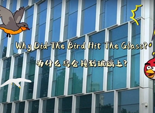 Bakit Natamaan Ng Ibon ang Salamin?