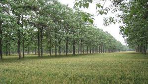 Unveiling the Potential of Paulownia Wood Unveiling the Potential of Paulownia Wood