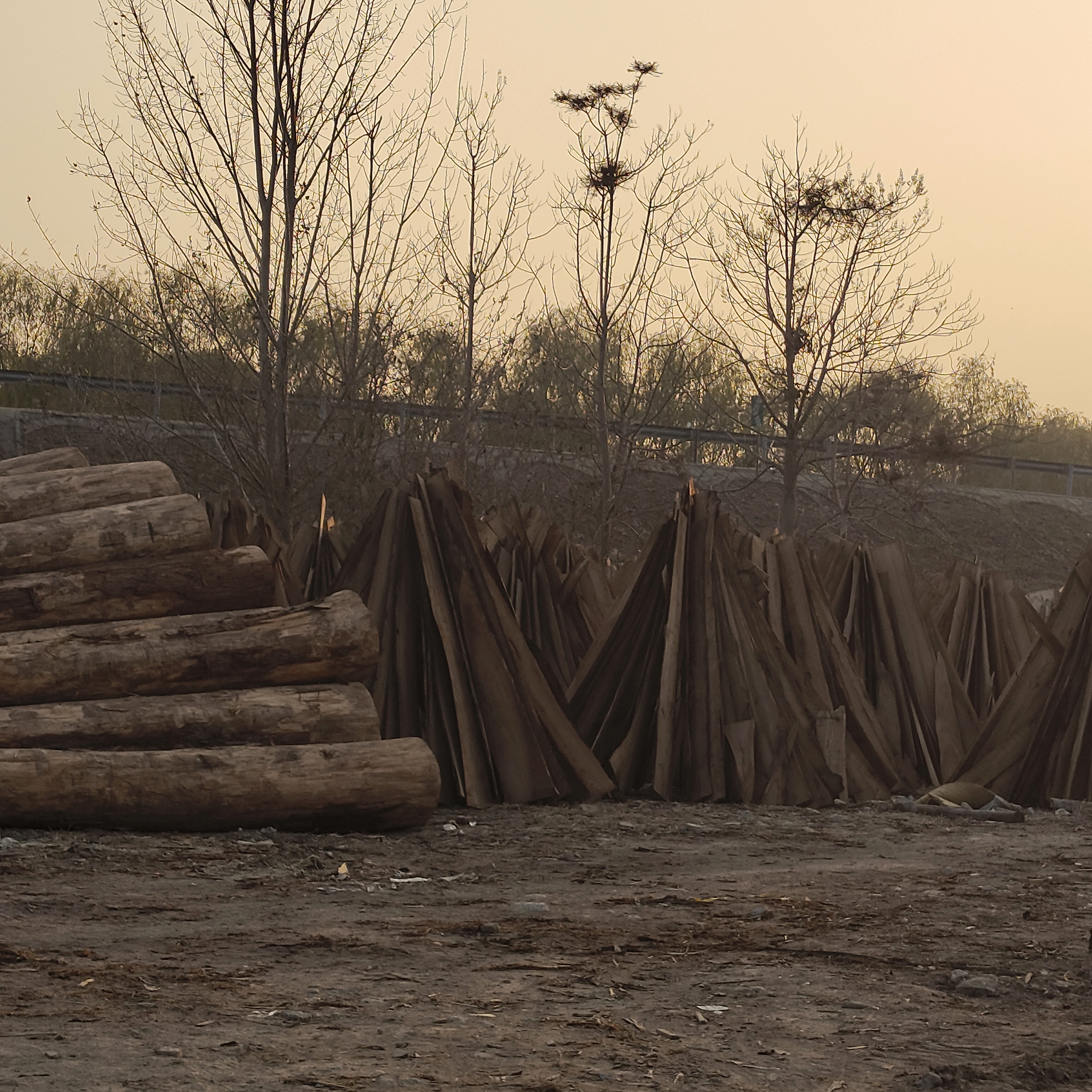 Factory Spearheads the Extensive Supply of Poplar Wood Factory Spearheads the Extensive Supply of Poplar Wood