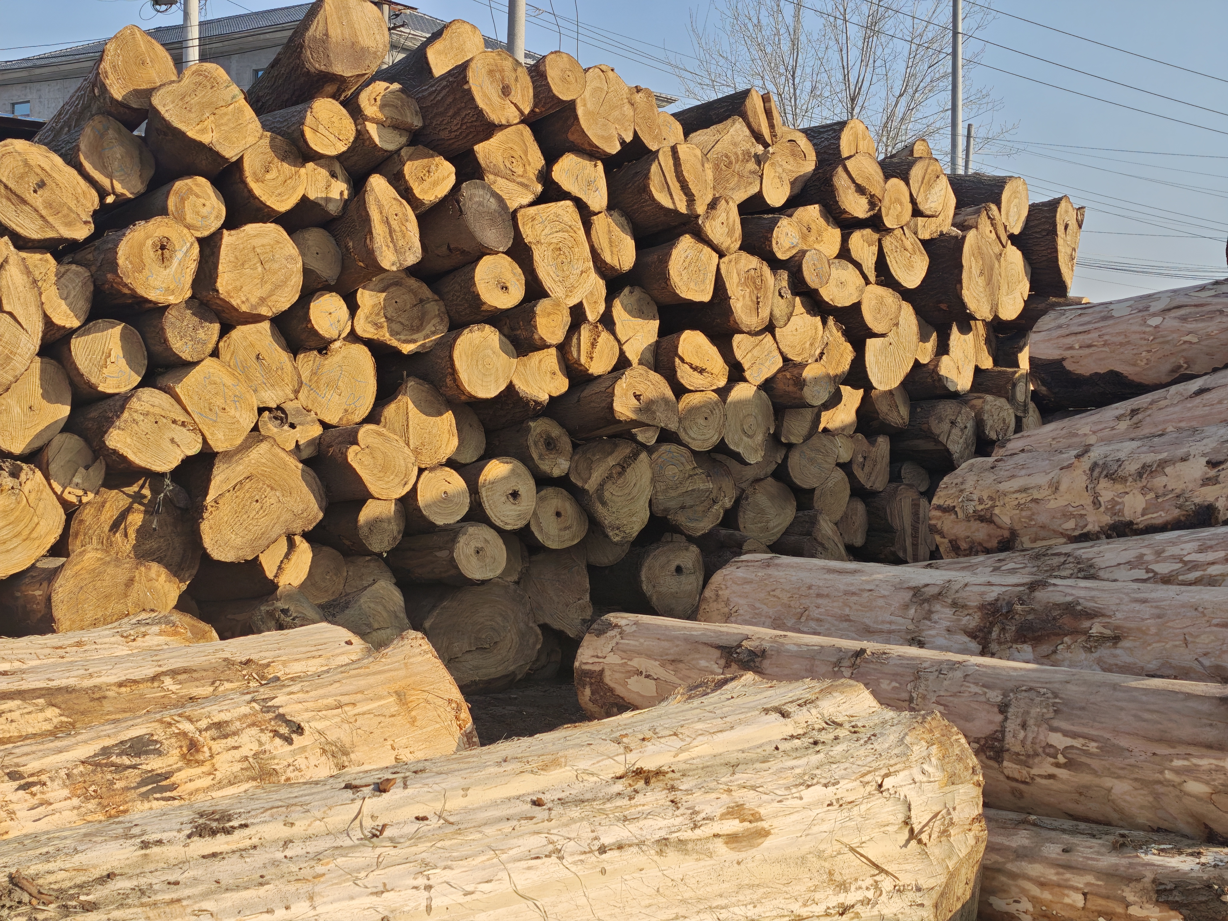 China Logs Stock manufacturer