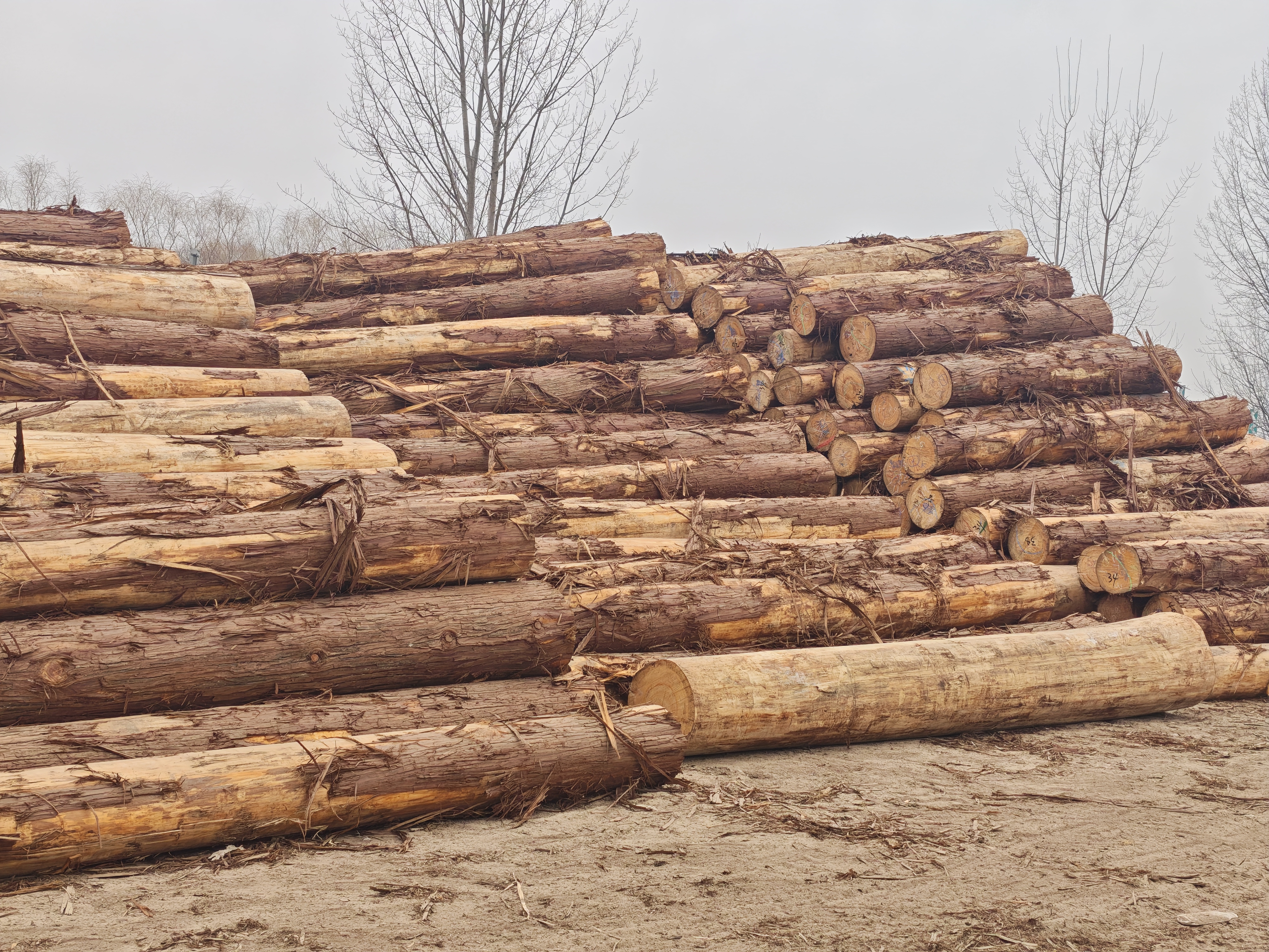 Stock Up Now, Start the New Year Strong: Secure Stable Premium Log Supply for Global Business Growth