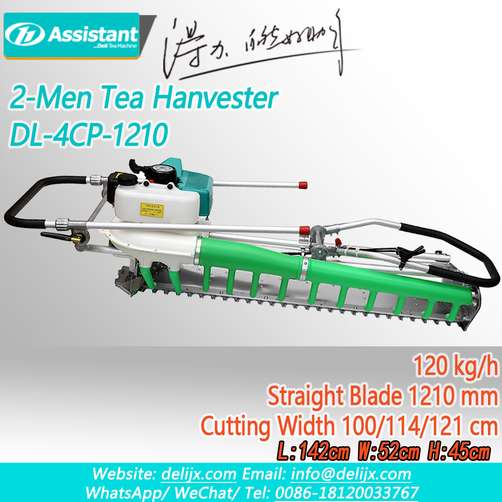 2-Pria Menggunakan Mesin Pemanen Daun Teh 2 Tak Pisau Lurus DL-4CP-1210