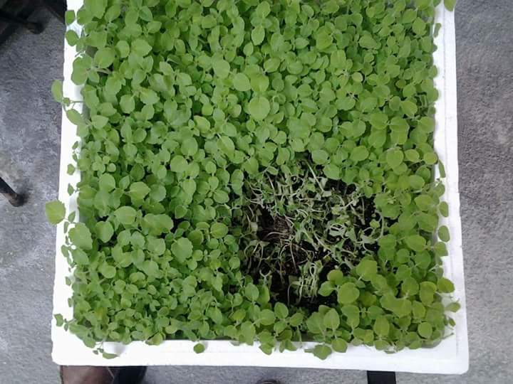 China 2023 frische Paulownia Samen Kiri Samen zum Verkauf Hersteller