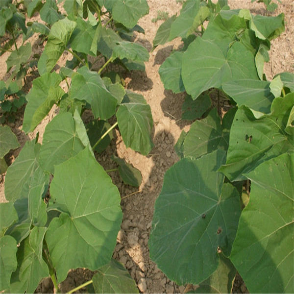 China PAULOWNIA-WURZELN MIT ZERTIFIKATE Hersteller