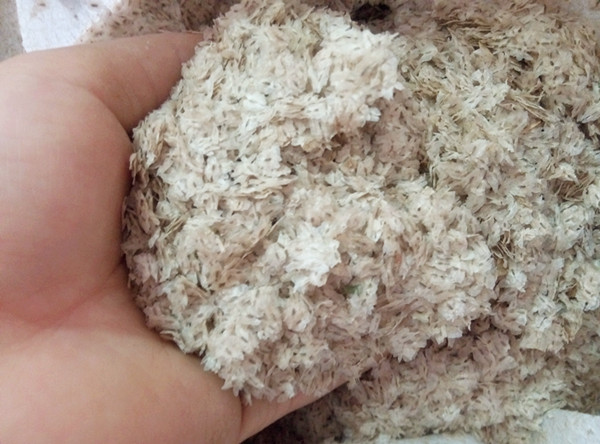 बहुत अच्छा पॉलाउनिया हाइब्रिड सीड्स 9501 शंटोंग