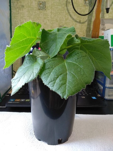 बिक्री के लिए 2025 फ्रेश पॉलाउनिया हाइब्रिड 9501 रूट रोपाई