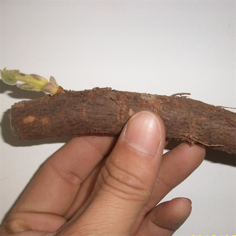 China Original Paulownia 9501 radice tagliata 2025 per la produzione di legname