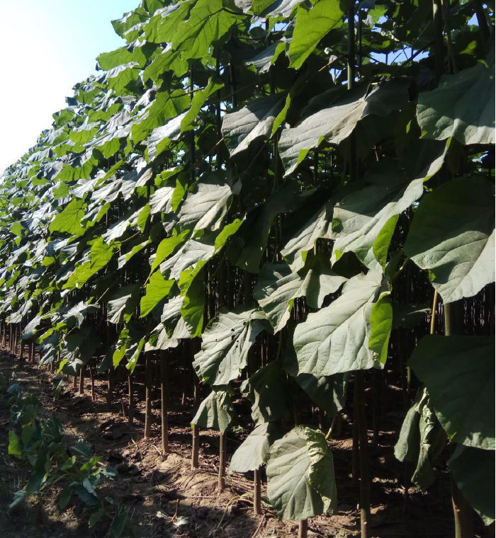 Fastest growing paulownia 9501 root PH 6-8