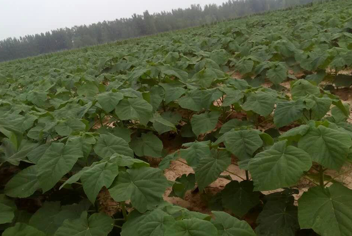 China Am schnellsten wachsende Paulownia 9501 Wurzel PH 6-8 Hersteller