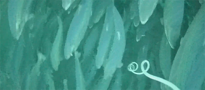 Mini HD Salmon Fish Monitoring Camera