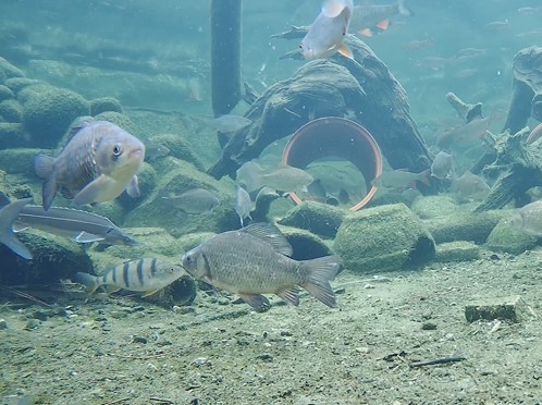 Marine Network Camera DZ10010-ES Service for the Fish Farming