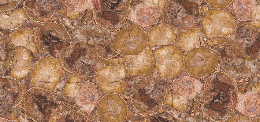 China Petrified Wood Slab manufacturer