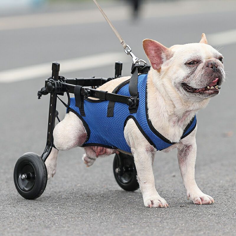 Producto personalizado para perros, venta al por mayor, silla de ruedas plegable ajustable para perros discapacitados/recuperación/mascotas discapacitadas, soporte para patas de perros mayores