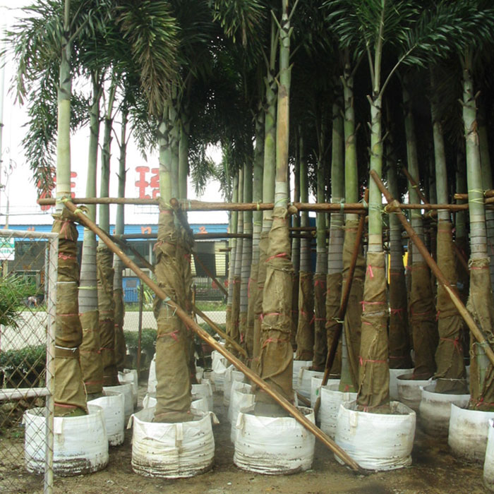 Vegetable Grow Bag Factory Gardening Breathable Planter Grow Bags For Cultivation Vegetable Potato