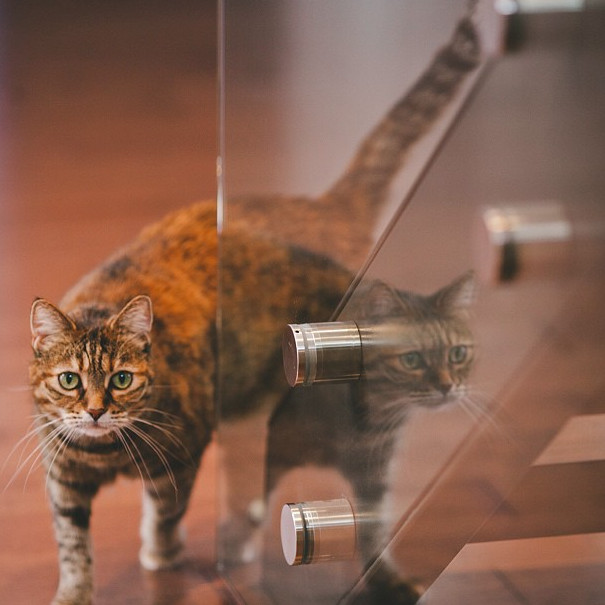 SS316 patowa dla nowoczesnych poręczy balkonu