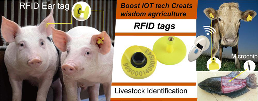 rfid animal ear tags