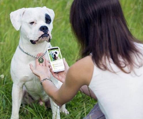 chuangxinjia nfc pet tags
