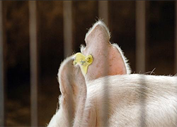 RFID Pig Ear Tag For Pig Breeding