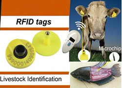 Using RFID Ear Tags To Implement Prevention And Control Of African Swine Fever