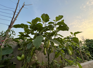 Mùa chín trái cây