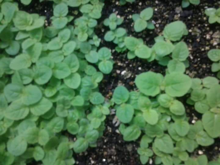 paulownia seeds
