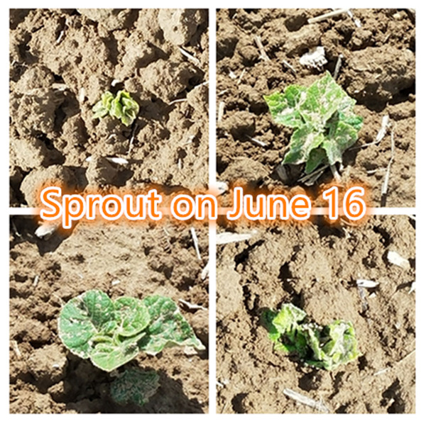 1 और एक आधे महीने, युवा paulownia जड़ पौध संकर 9501