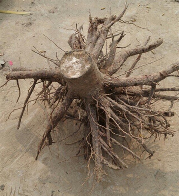 2-4 सप्ताह के उच्चतम अंकुर paulownia स्टंप जड़ प्रणाली जीवित रहने के