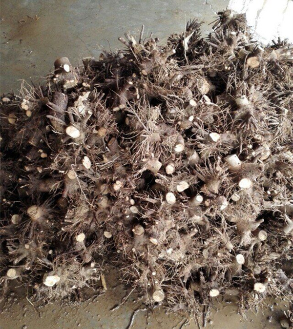 Wood production use paulownia stump highest survive fastest growing