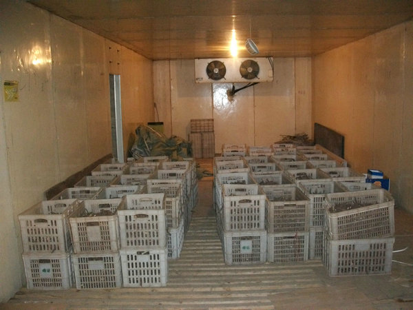 99% के साथ 2016 नए नए सुपर तेजी से बढ़ paulownia जड़ दर जीवित रहने