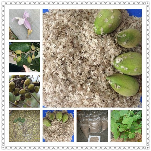 2016 new paulownia seed shantong hybrid 9501 elongata