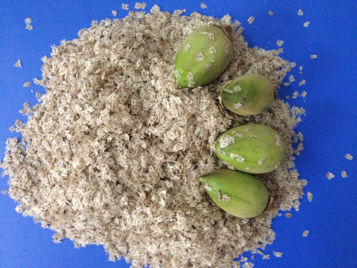 2016 new paulownia seed shantong hybrid 9501 elongata