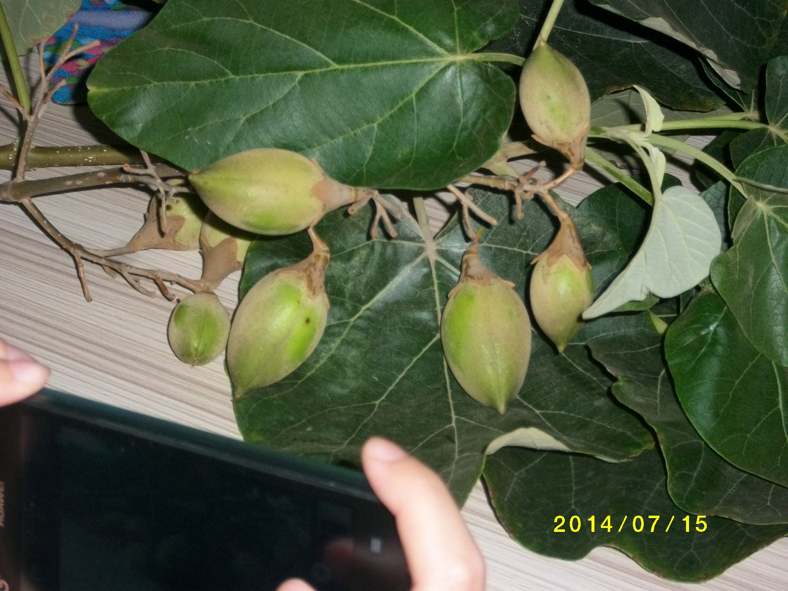 2017 ताजा नए paulownia बीज shantong, संकर 9501, elongata, tomentosa