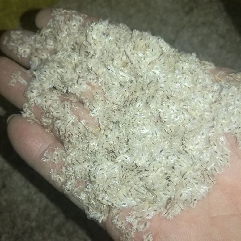 2018 new fresh rapid growth hybrid paulownia seeds for planting