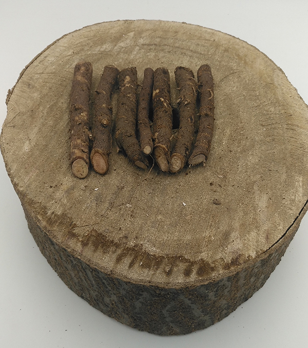 2021 new paulowia root no disease 99% survive