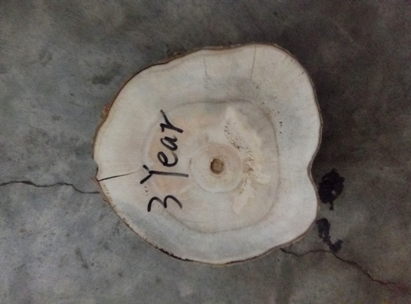 3 वर्ष paulownia लकड़ी लकड़ी संकर 9501 जड़ से बढ़ने