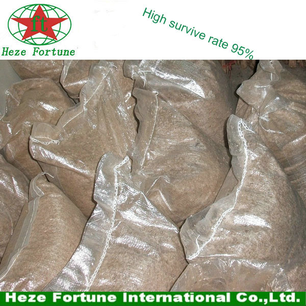 तेजी से बढ़ फूल paulownia पेड़ के बीज