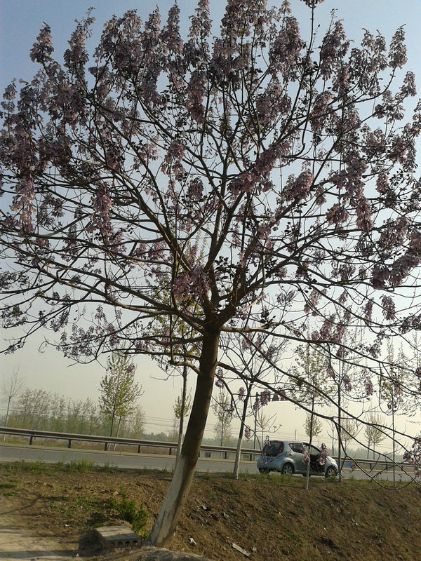 Barren resistant hybrid 9501 paulownia seeds with best feature